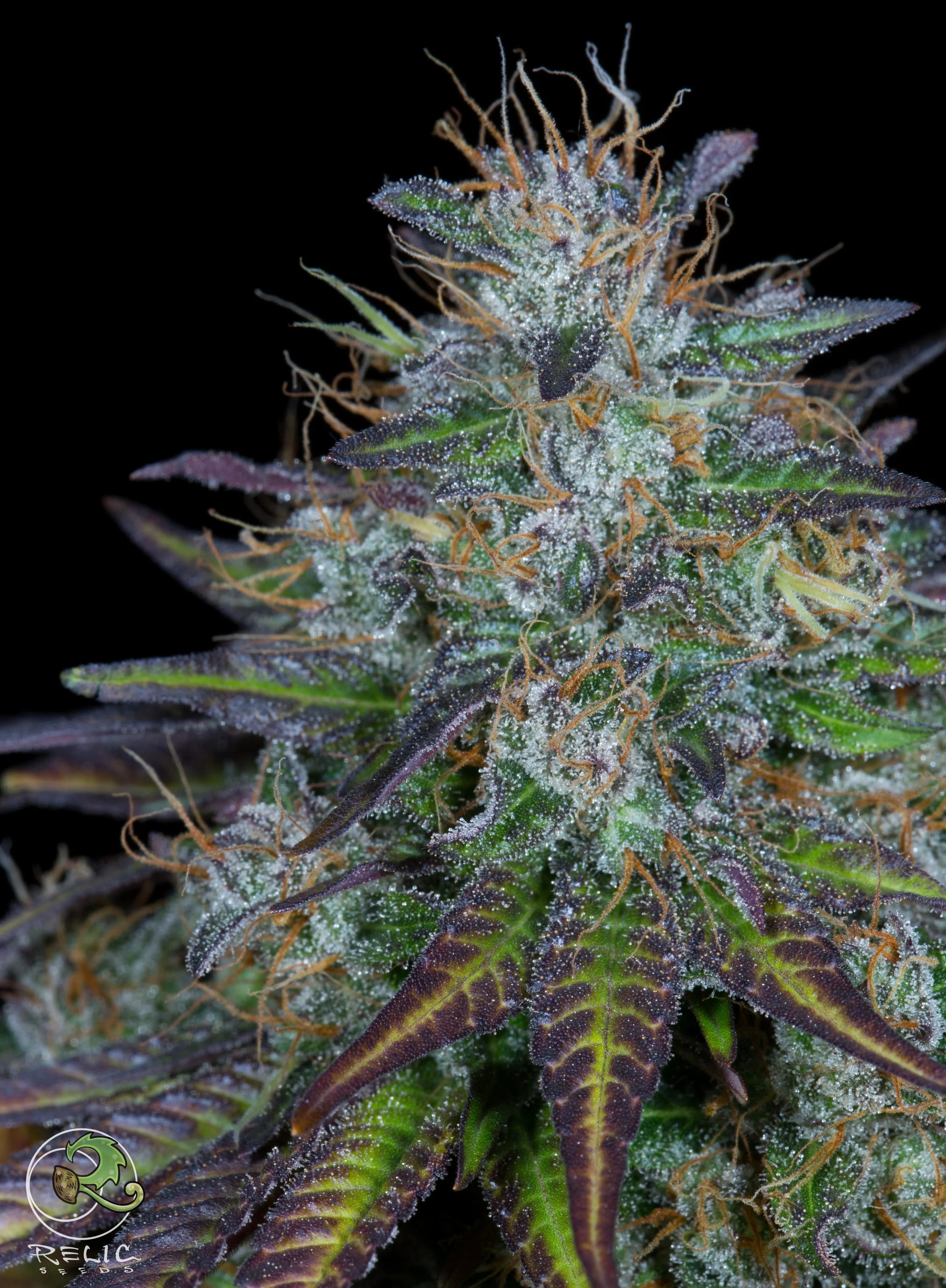 Genetics — Relic Seeds